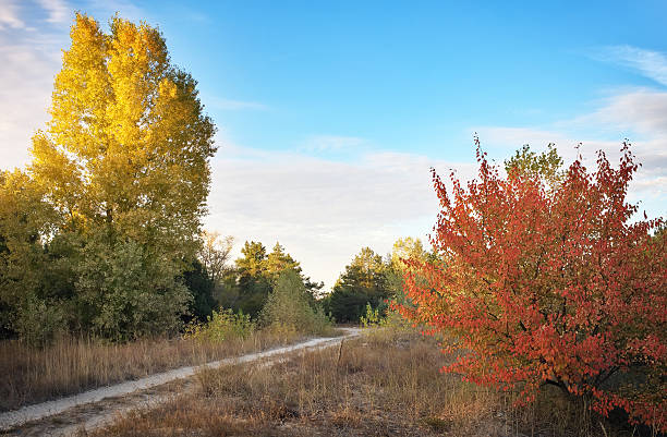 istock Autumn Trees and Leaves in sun light. 613526592