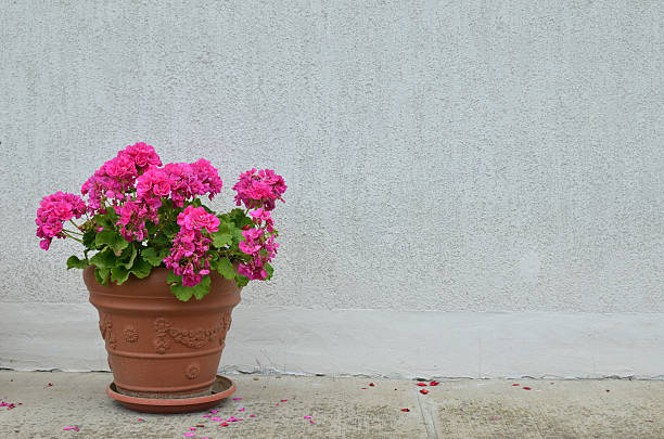 Pot of pink geranium in blossom in front of white wall