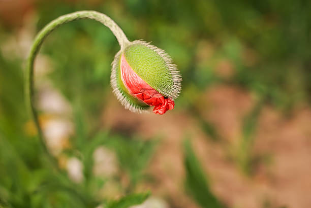 istock Spring poppy flower bud . Close-up macro nature. 613527350