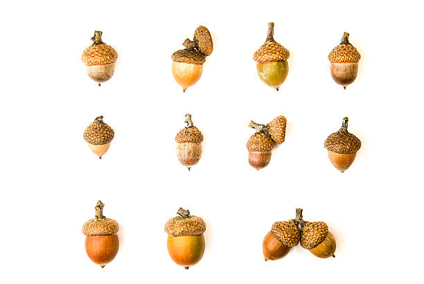istock Many dried autumn acorns on over white 613527480