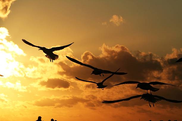 istock gulls on the coast at sunset 5 613528354