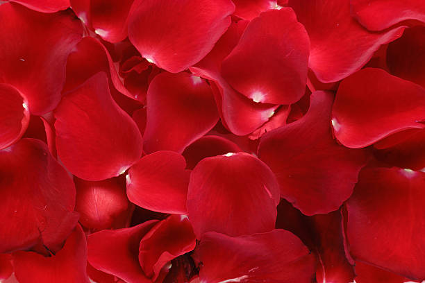 istock Close up of rose petals background. 613528412