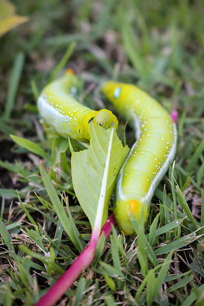istock Close up big green worm eating leaf on grass. 613529122