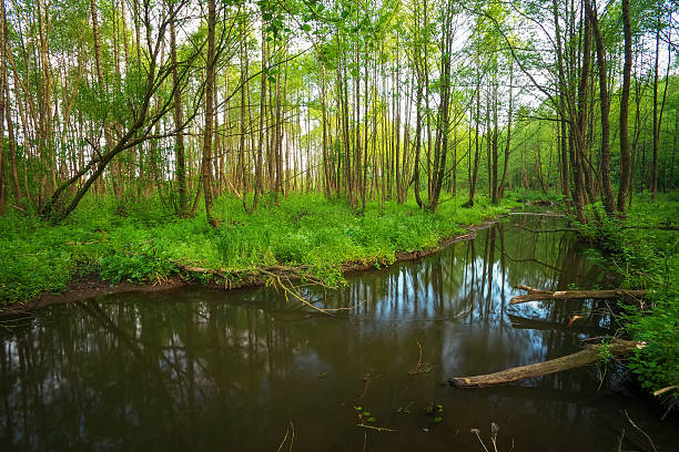 istock Beautiful landscape with a river in the forest. Fallen branches 613529314
