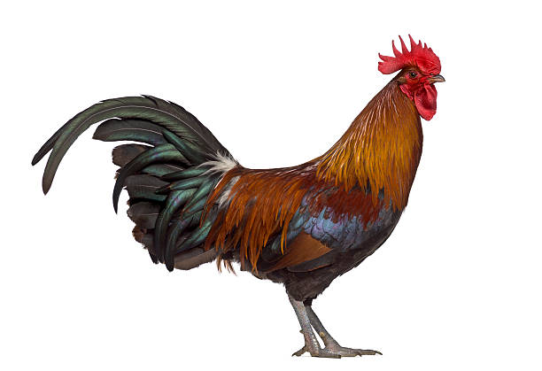 istock Side view of Ardennaise rooster isolated on white 613531932