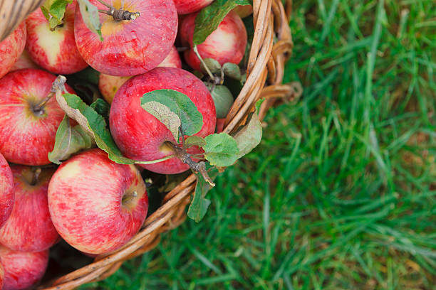 istock Basket with apples harvest closeup on grass in garden 613532452