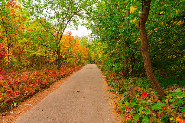 istock yellow leaves in autumn forest beautiful background 613532500