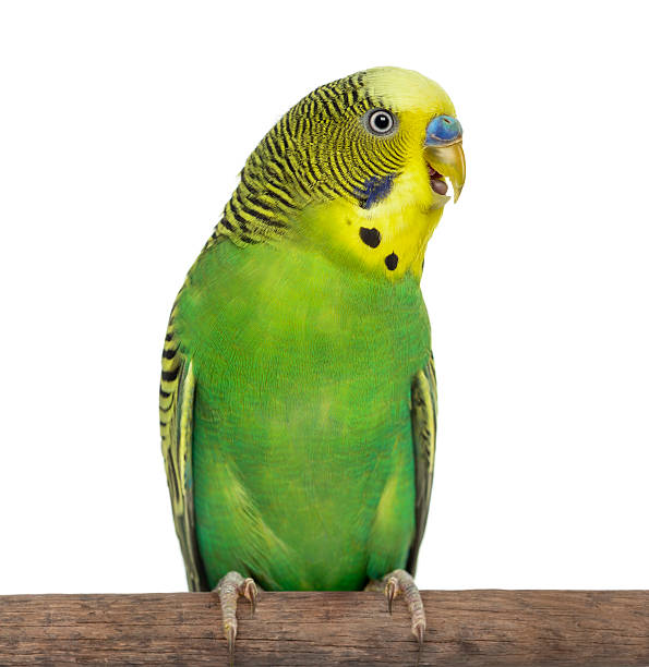 Close-up of Perched Budgie with beak open on white background Perched Melopsittacus undulatus, also known as Budgie with beak open, isolated on white green parakeet stock pictures, royalty-free photos & images