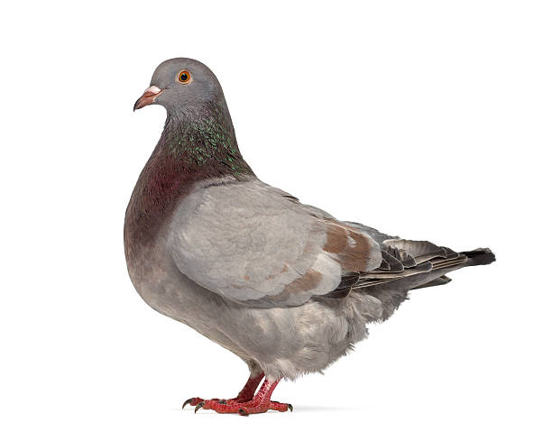 istock Side view of a Texan pigeon isolated on white 613533158