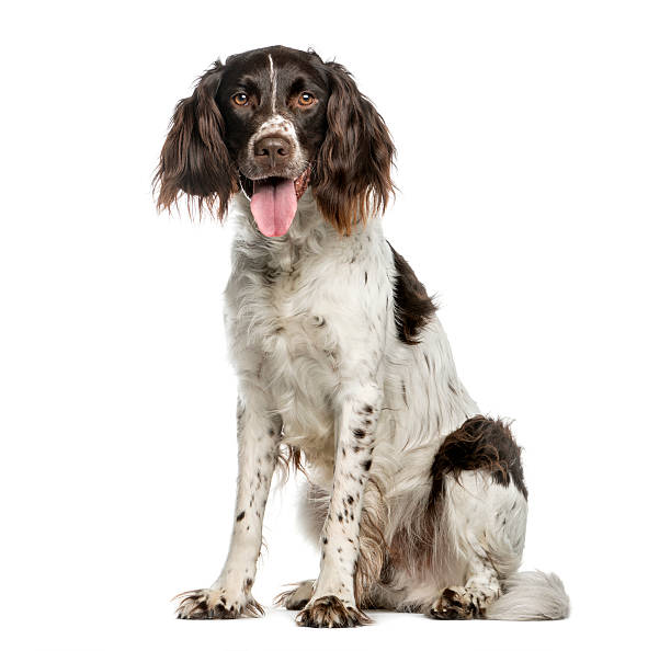 Münsterlander, 4.5 years old, isolated on white Münsterlander, 4.5 years old, sitting and looking at camera while panting, isolated on white spaniel stock pictures, royalty-free photos & images