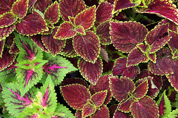 istock colorful painted nettle plant background. 613533244