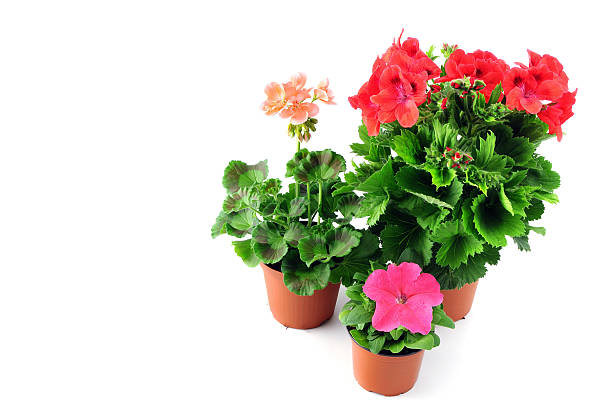 istock Group of Geranium und Petunia flowerpots 613533410