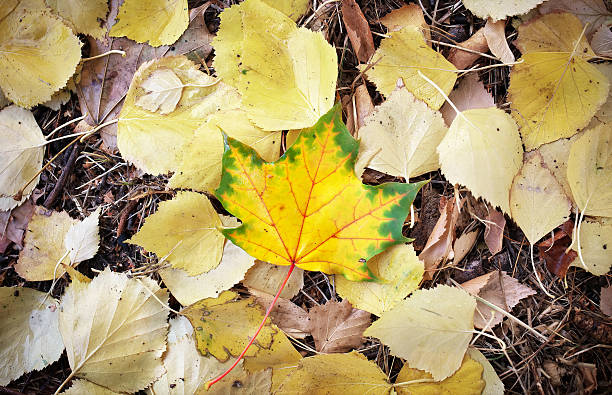 istock Autumn leaves on the ground and one beautiful maple leaf 613533786