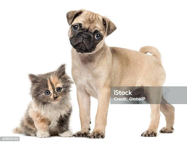 Pug Puppy And European Shorthair Kitten Isolated On White Stock Photo - Download Image Now