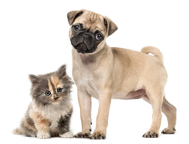 pug puppy and european shorthair kitten, isolated on white - standing puppy cute animal imagens e fotografias de stock