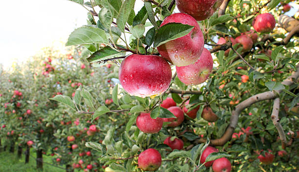 verger de pommiers prêt pour la récolte - apple red fruit autumn photos et images de collection