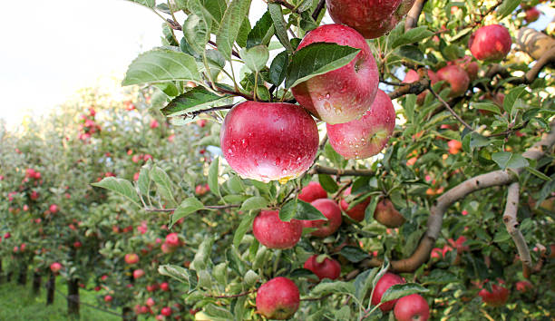 sad jabłkowy gotowy do zbiorów - apple orchard zdjęcia i obrazy z banku zdjęć