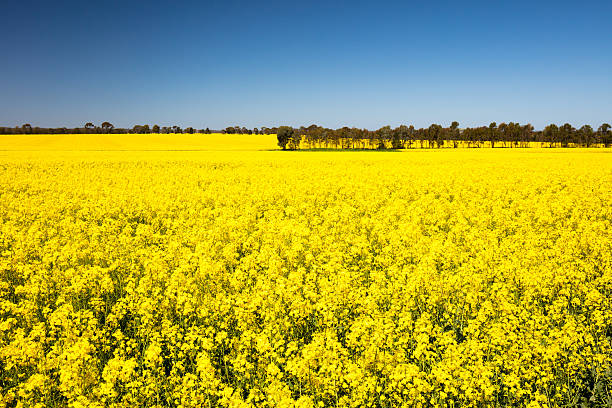istock Fields of Canola in Australia 613534378