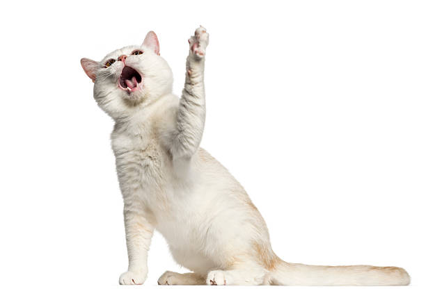 istock British Shorthair sitting and playing isolated on white 613534386