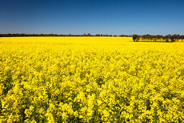 istock Fields of Canola in Australia 613534454