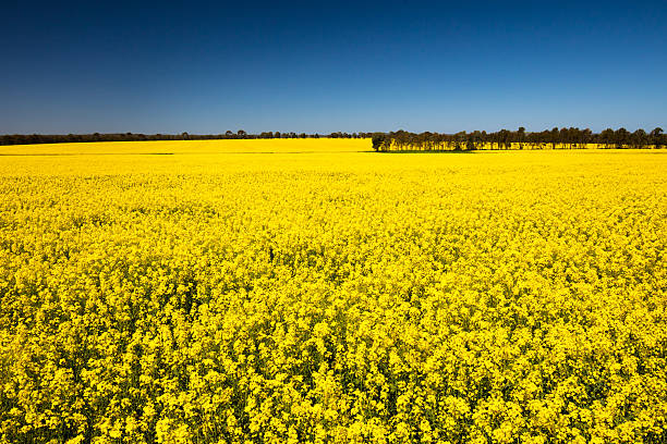 istock Fields of Canola in Australia 613534478