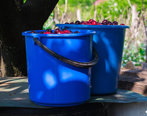 istock Juicy ripe cherries in a basket 613535002