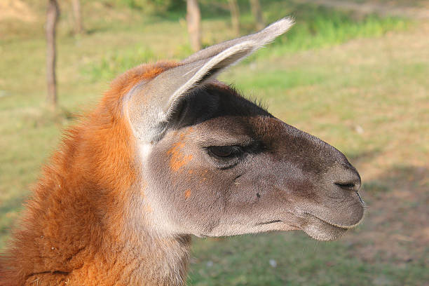 istock profile of the lama 613535034