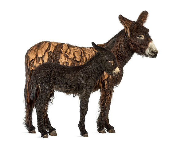 istock Donkey and her foal, baudet du poitoux isolated on white 613535746