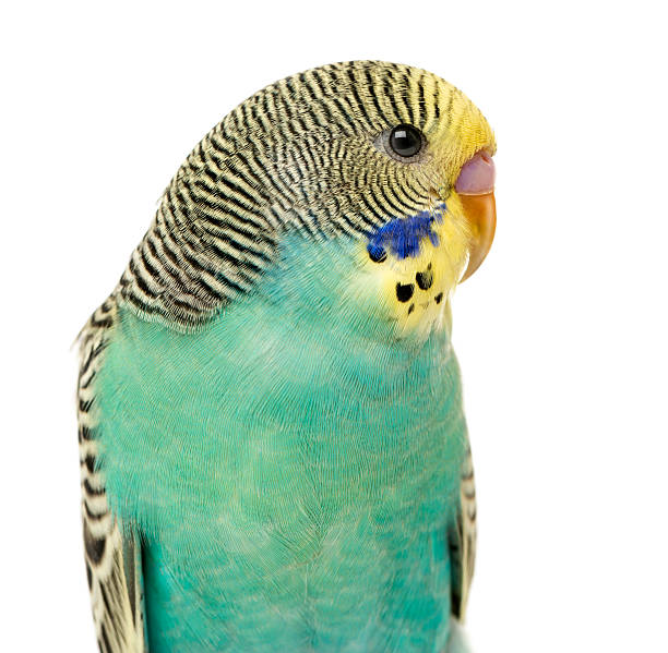 istock Close up of a Budgerigar parakee isolated on white 613535946