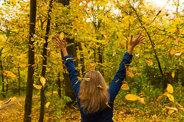 yellow leaves in autumn forest beautiful background