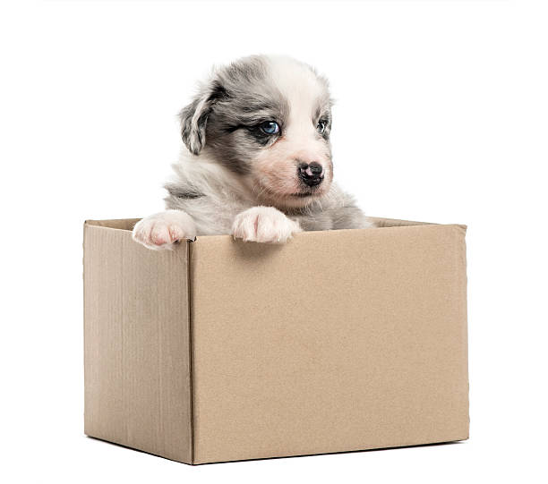 istock Crossbreed puppy getting out of a box isolated on white 613536348