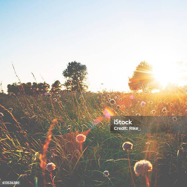 Summer Meadow In Sunset Stock Photo - Download Image Now - Flower, Meadow, Agricultural Field