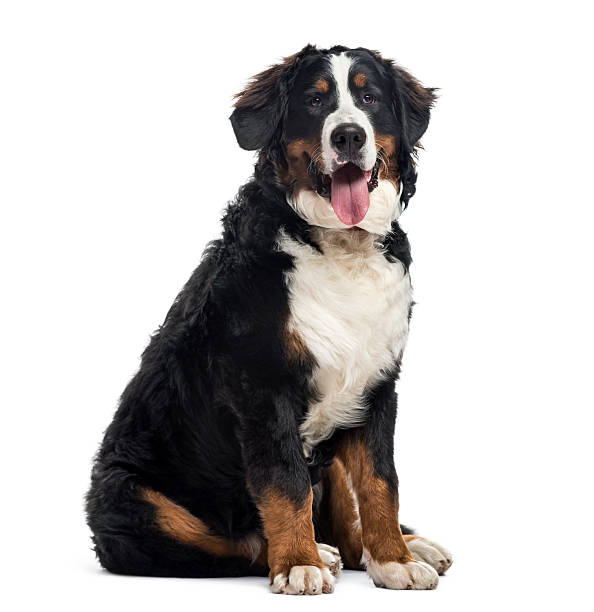 istock Bernese Mountain Dog, 7 months old, isolated on white 613536574