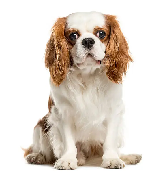 Cavalier King Charles Spaniel, 4 years old, sitting and looking at camera, isolated on white