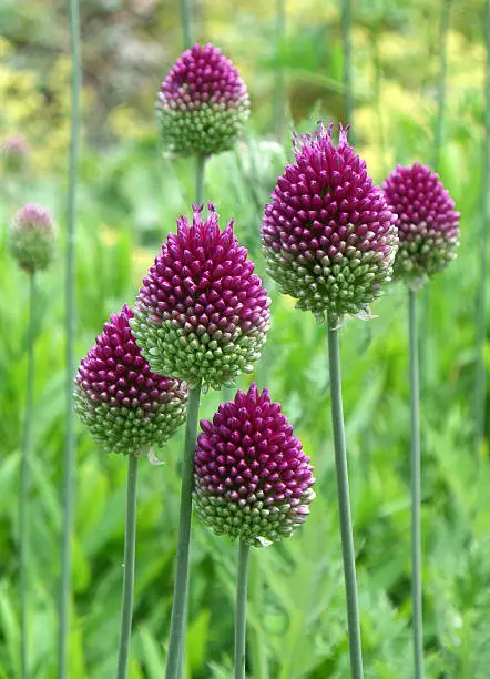 Six Purple Drumstick Alliums in the Green Grass Field, Close up