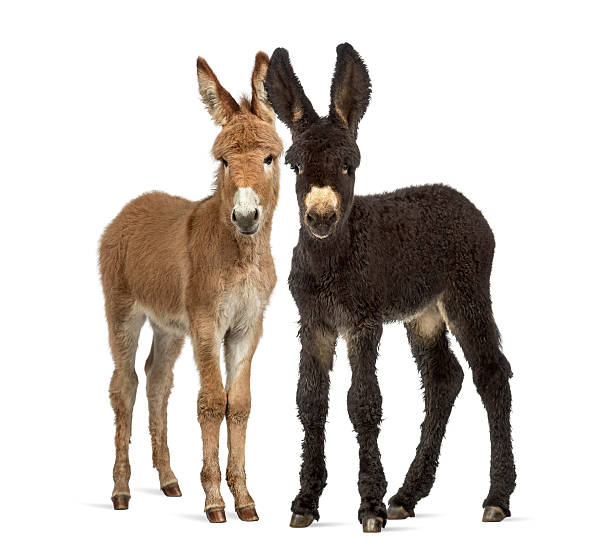 istock Two donkeys foal, baudet du poitoux isolated on white 613537358
