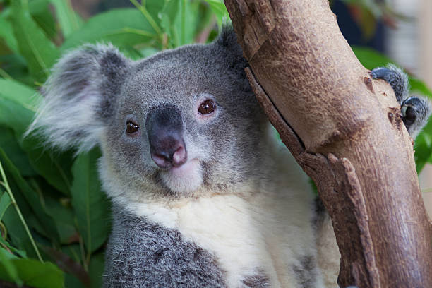 urso coala  - koala bear animals in the wild perching - fotografias e filmes do acervo