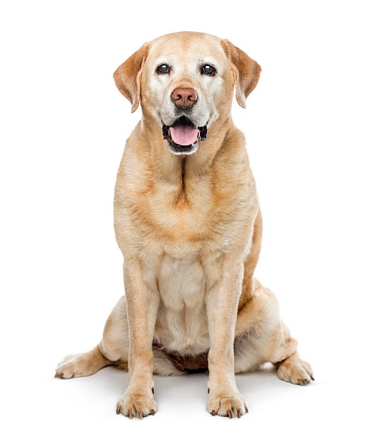 istock old Labrador Retriever, 11 years old, isolated on white 613537742