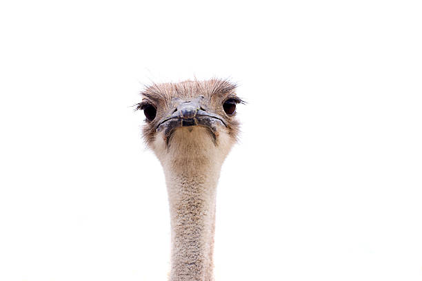 istock ostrich female head isolated 613538050