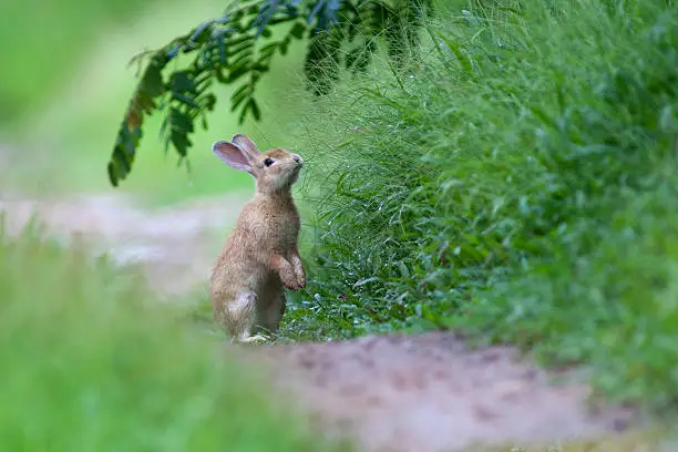 Photo of Little rabbit on green grass in summer day
