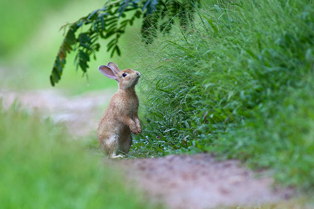 pequeno coelho na grama verde em dia de verão - rabbit hairy gray animal - fotografias e filmes do acervo