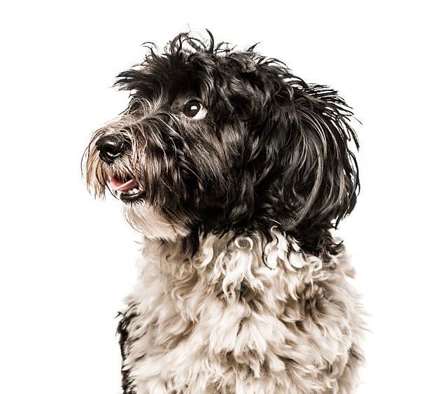istock Close-up of Havanese looking away from camera, isolated on white 613538720
