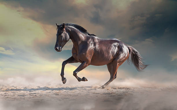 istock Black horse galloping on the sand on sky background 613539090
