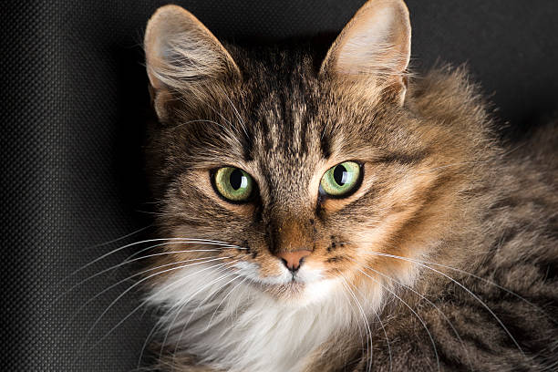 istock cat lying and looking up on a black background 613539278