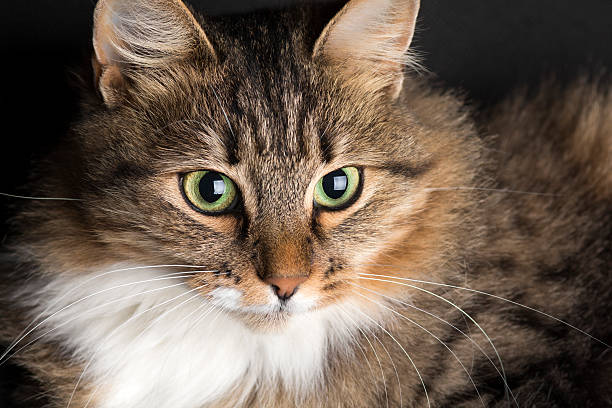 istock cat lying and looking up on a black background 613539440