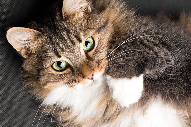 istock cat lying and looking up on a black background 613539620