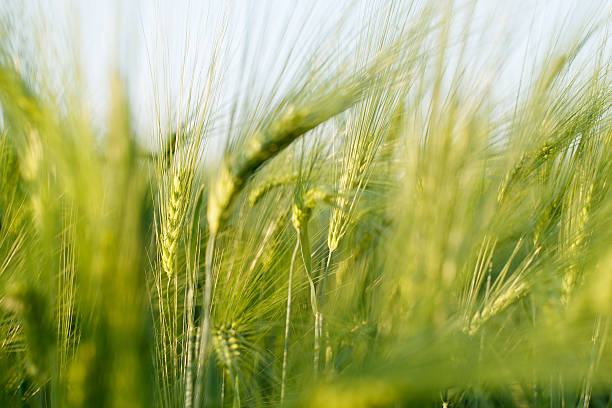 istock green ears of rye 613540102