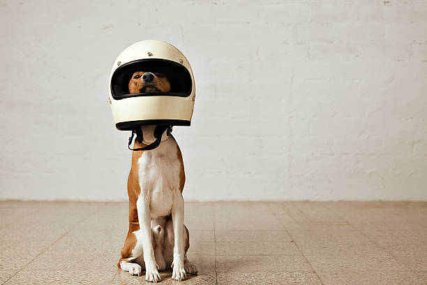 Cute dog in motorcycle helmet stock photo