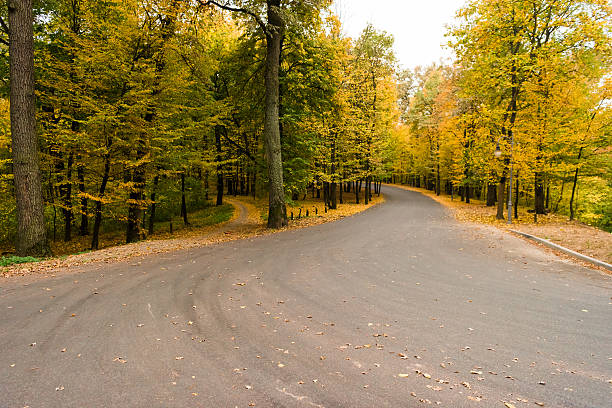 istock yellow leaves in autumn forest beautiful background 613541380