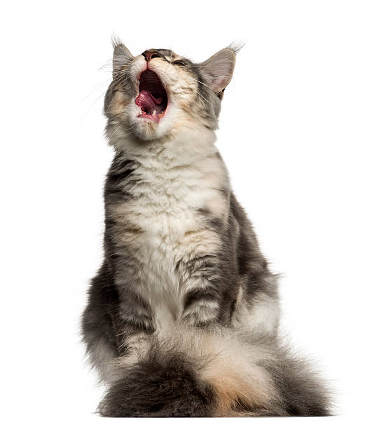 istock Front view of a Maine Coon meowing isolated on white 613541632